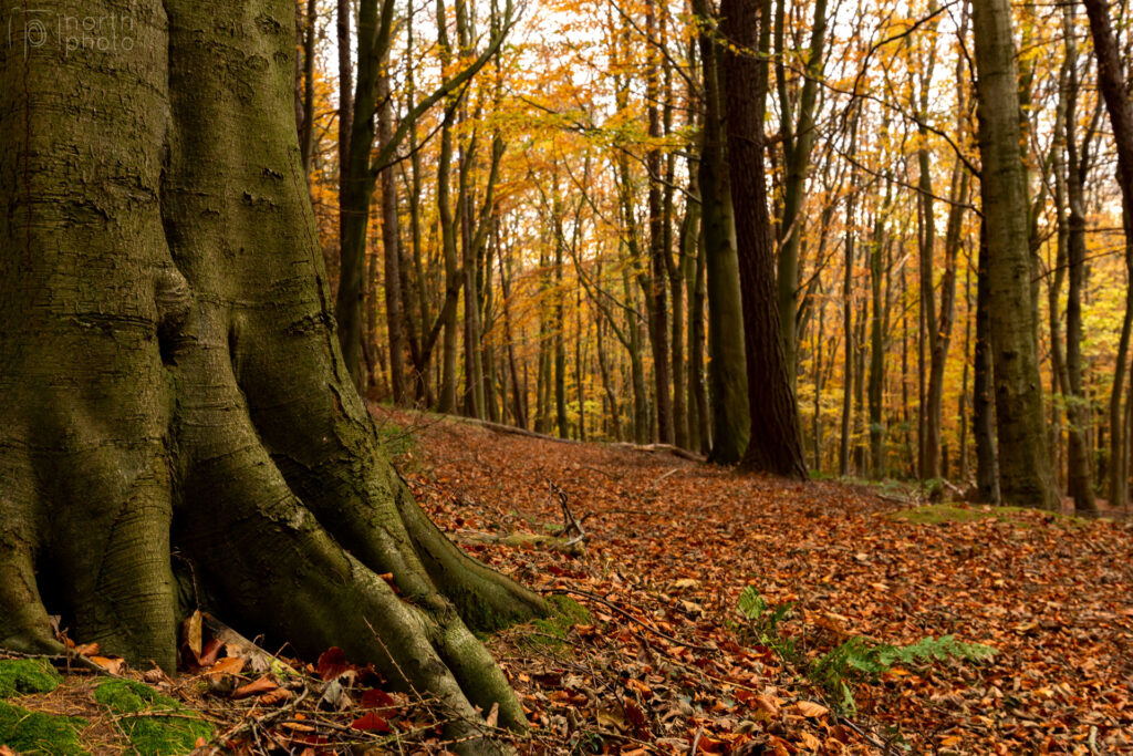 Autumn in Bothal Woods