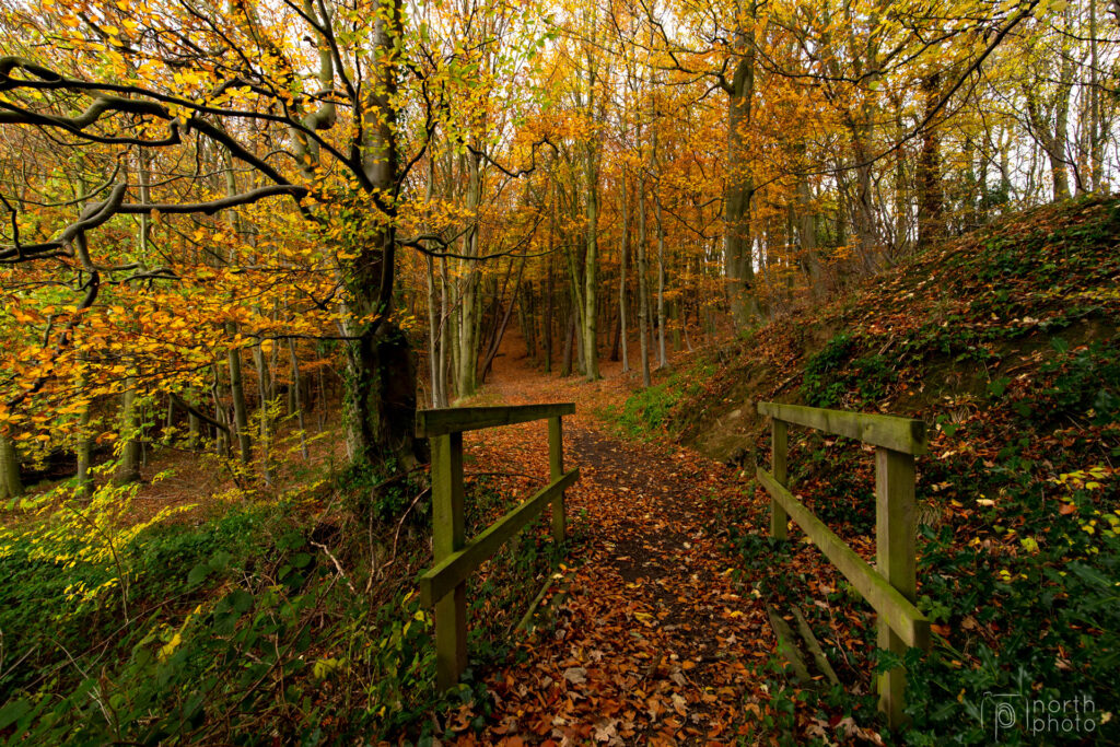 Autumn in Bothal Woods