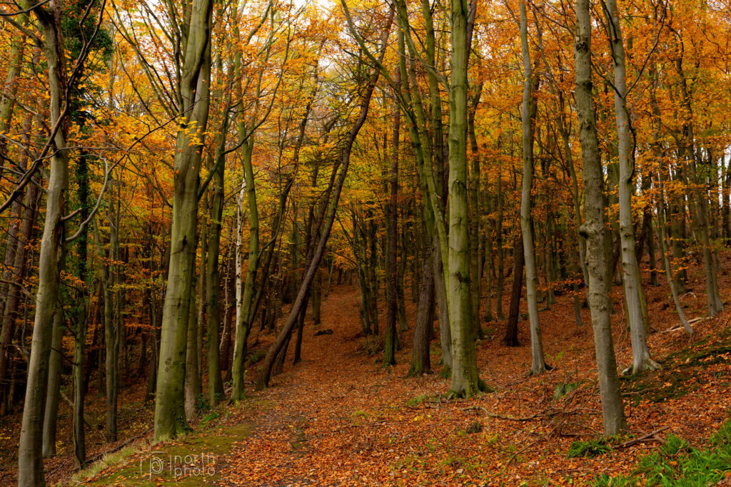 Autumn in Bothal Woods