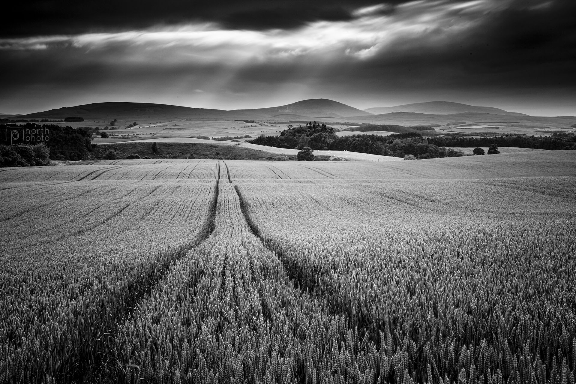 Looking along a corn field to the Cheviot Hills