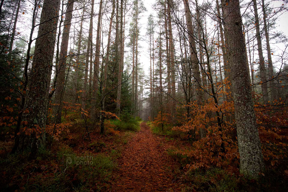 The Hindhope Linn Trail