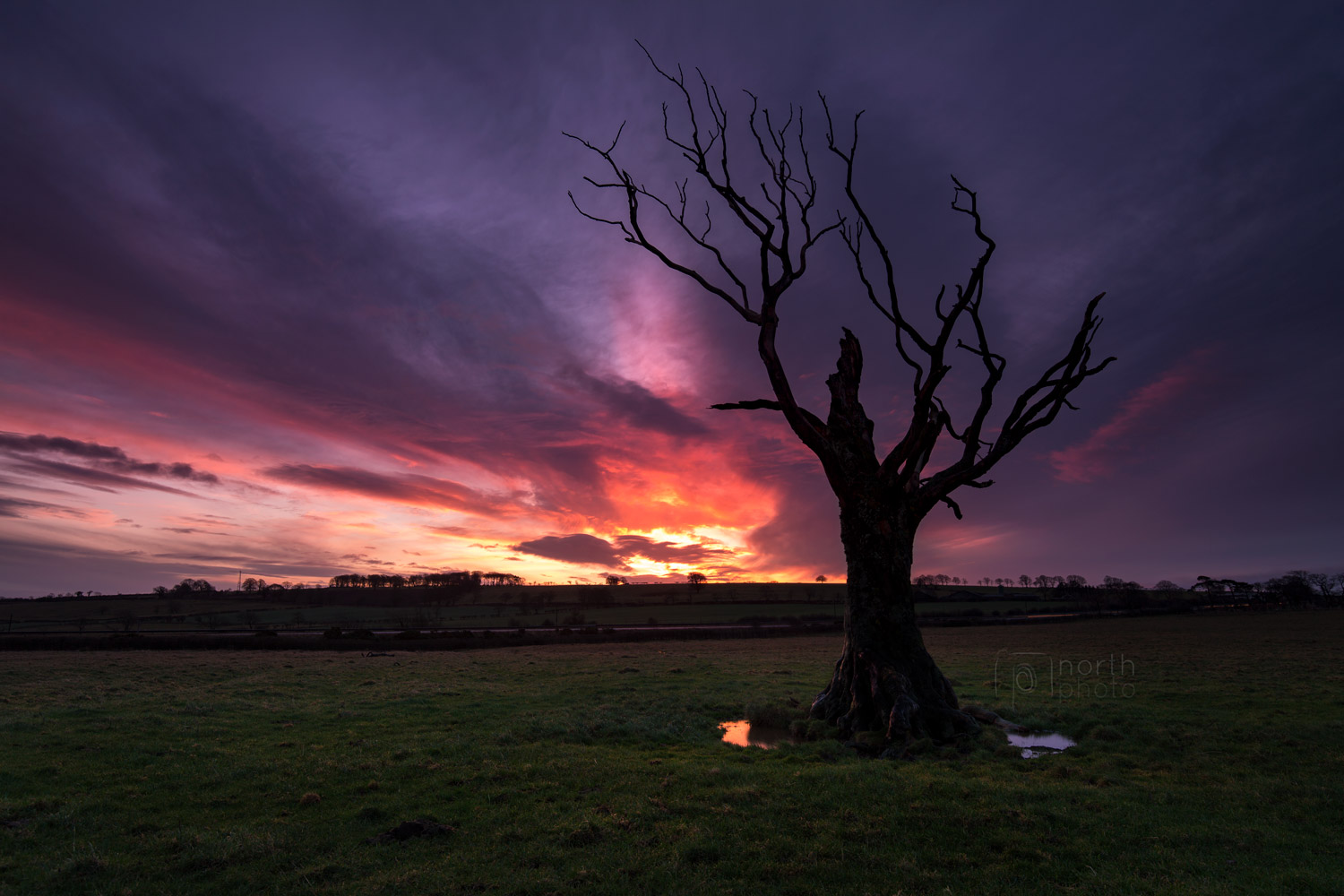 A lonely tree near Alnwick