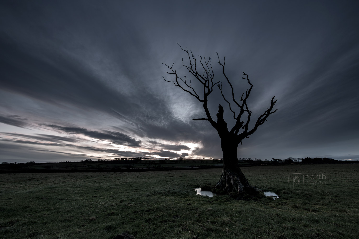 A lonely tree near Alnwick