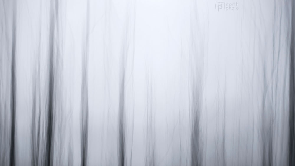 Dead trees in Arcot Pond, Cramlington