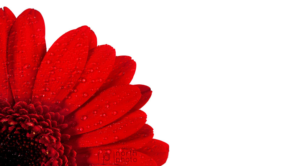 Close up of a red gerbera on white