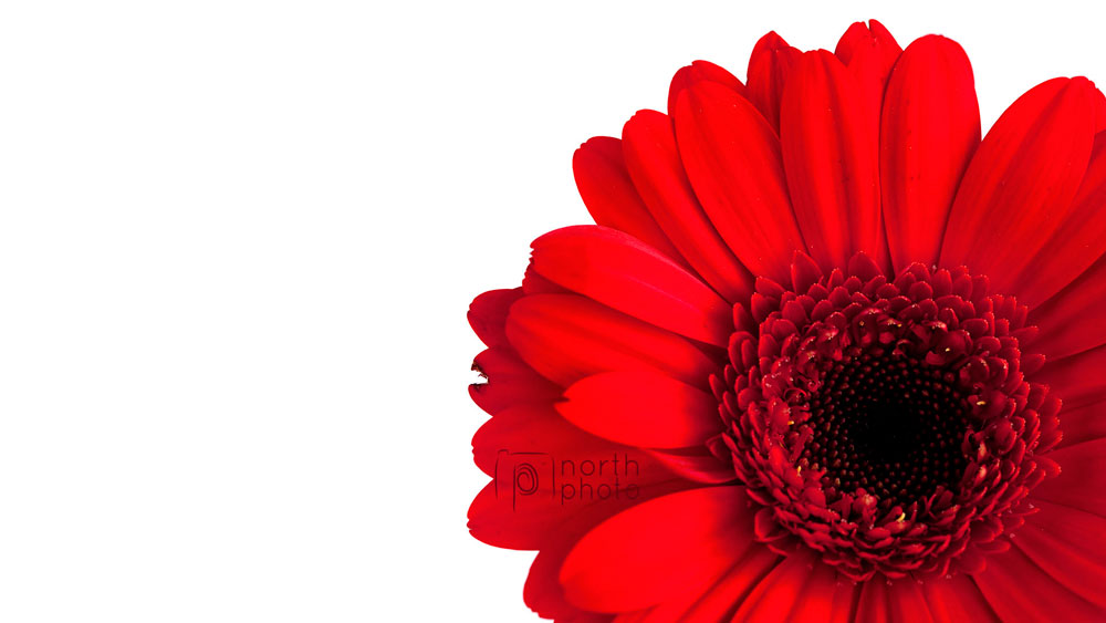 Close up of a red gerbera on white