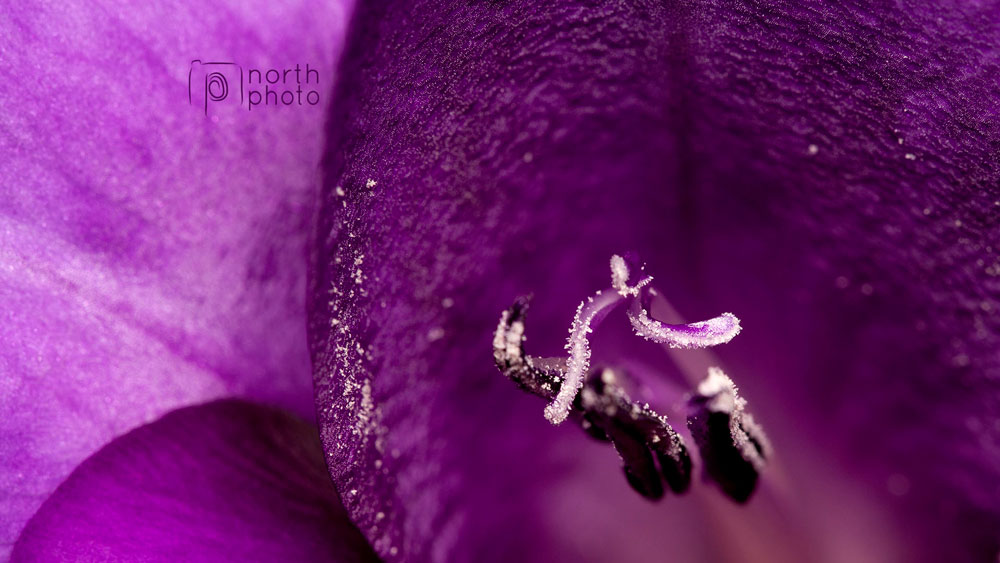 Close up of a purple gladoili