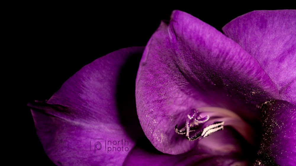 Close up of a purple gladoili on black