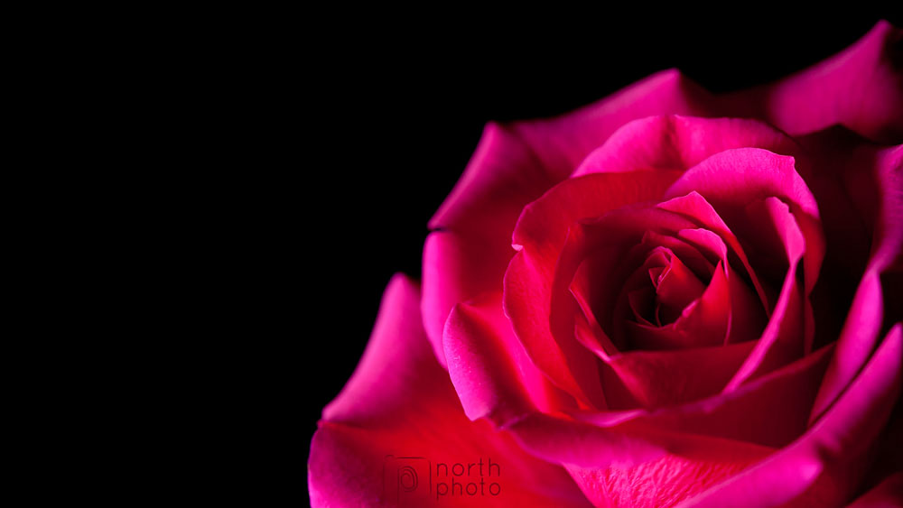 Pink rose on black