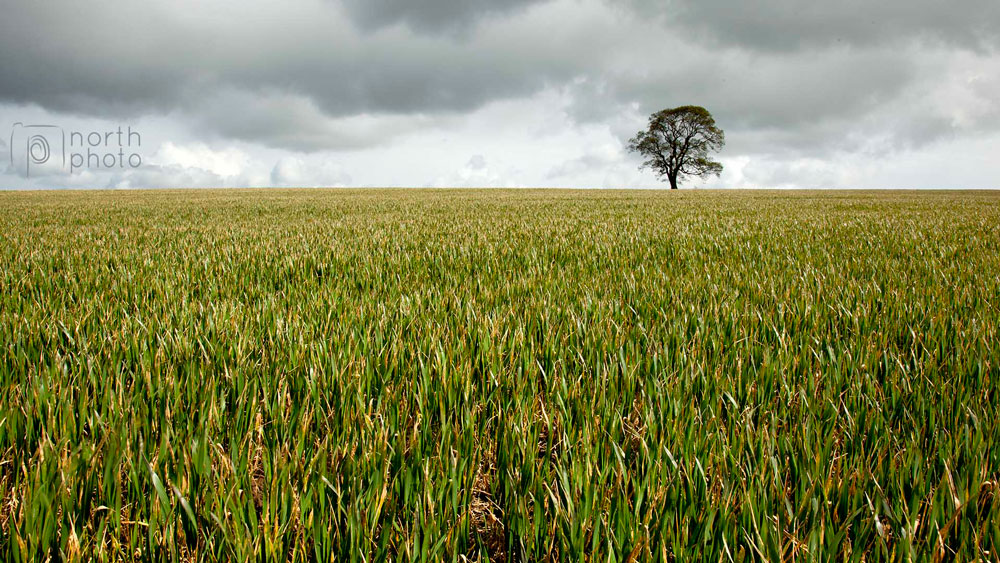 A lone tree near Stannington