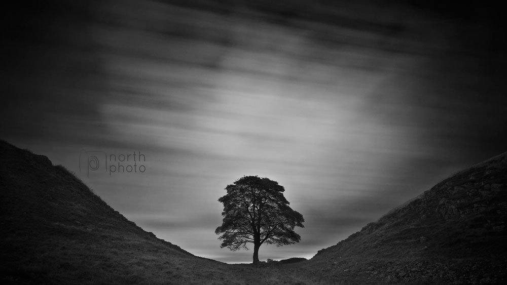 Sycamore Gap in black and white