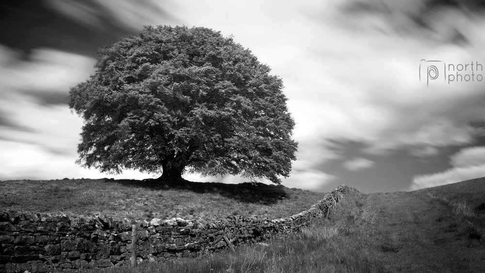 A large lone tree by a dry stone wall