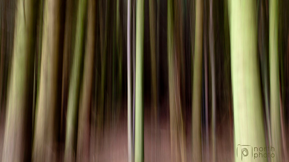 In-Camera-Movement of Kielder Forest