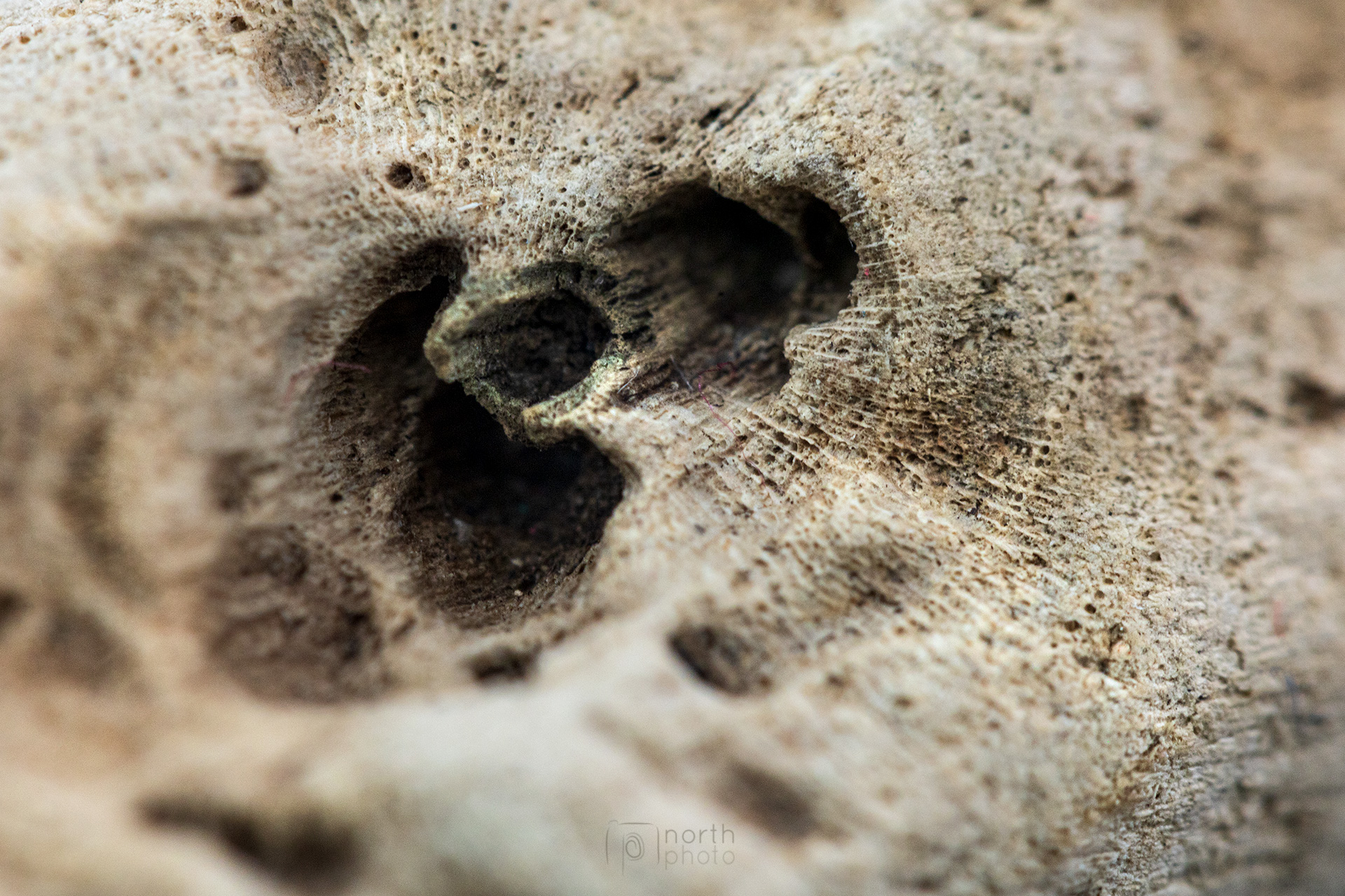 Macro photo of a small piece of driftwood